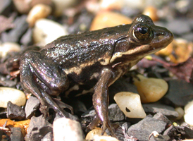 Carpenter Frog